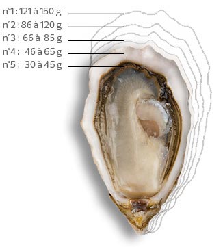 Charente Maritime oyster sizes
