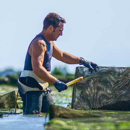 Produktion Austern Muscheln Schalentiere Charente Maritime